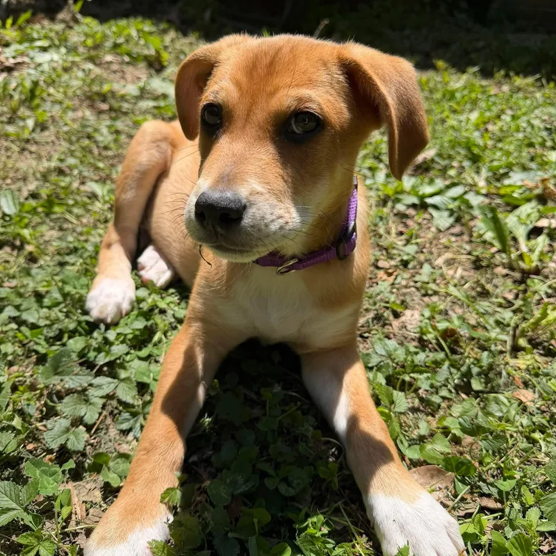 Copper