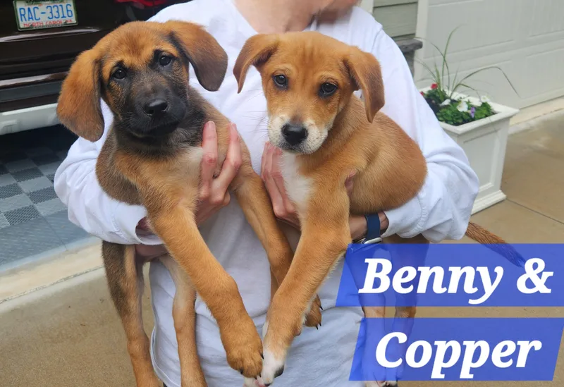Copper thumbnail 2
