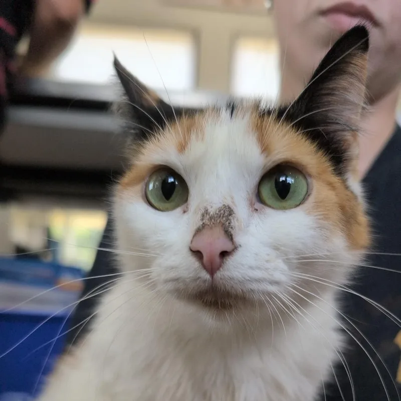 A young medium-sized female Calico Domestic Short Hair cat named Melody for adoption in Chapel Hill, NC