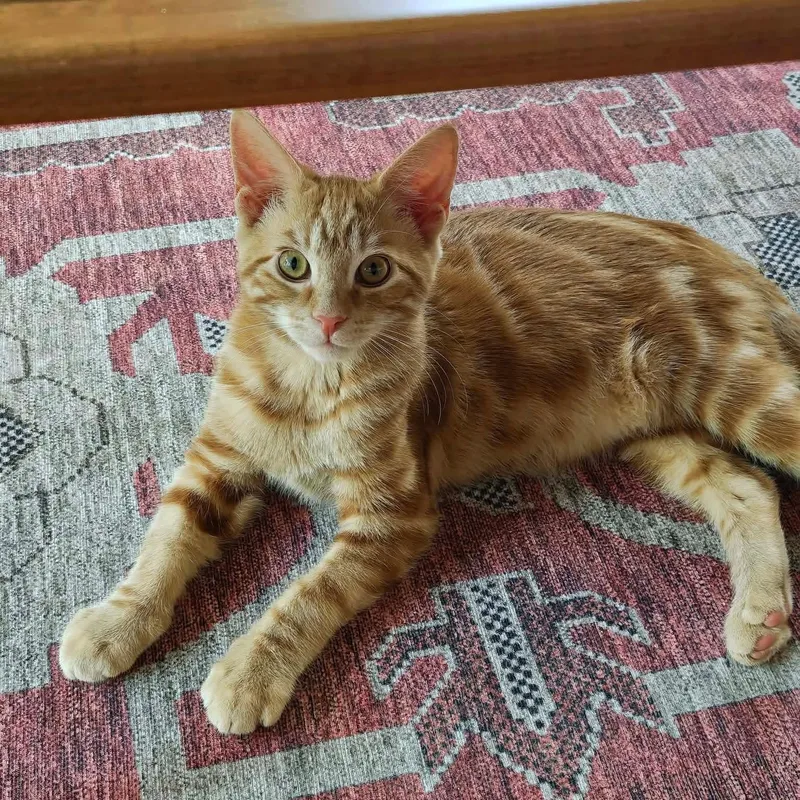 A baby small-sized male American Shorthair cat named Jasper for adoption in East Orange, NJ
