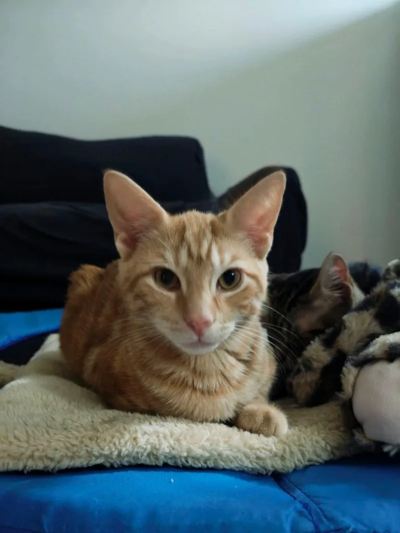 Jasper thumbnail 2