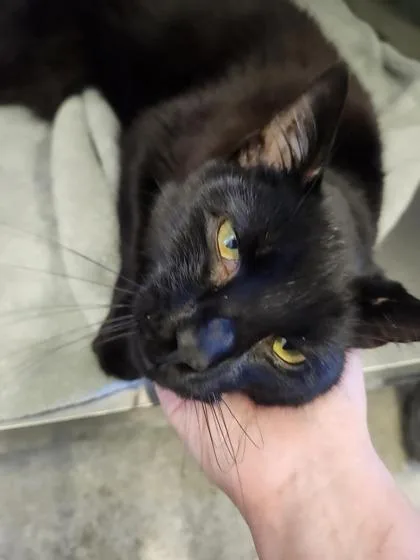 An adult large-sized male Domestic Short Hair cat named Batman for adoption in Columbus, IN