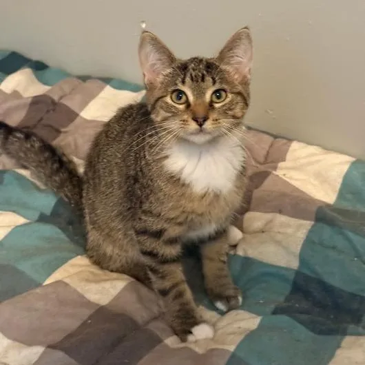 A young small-sized male Domestic Short Hair cat named Sarge for adoption in Gresham, WI