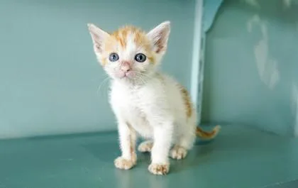 A baby small-sized male Domestic Short Hair cat named Thor for adoption in San Antonio, TX