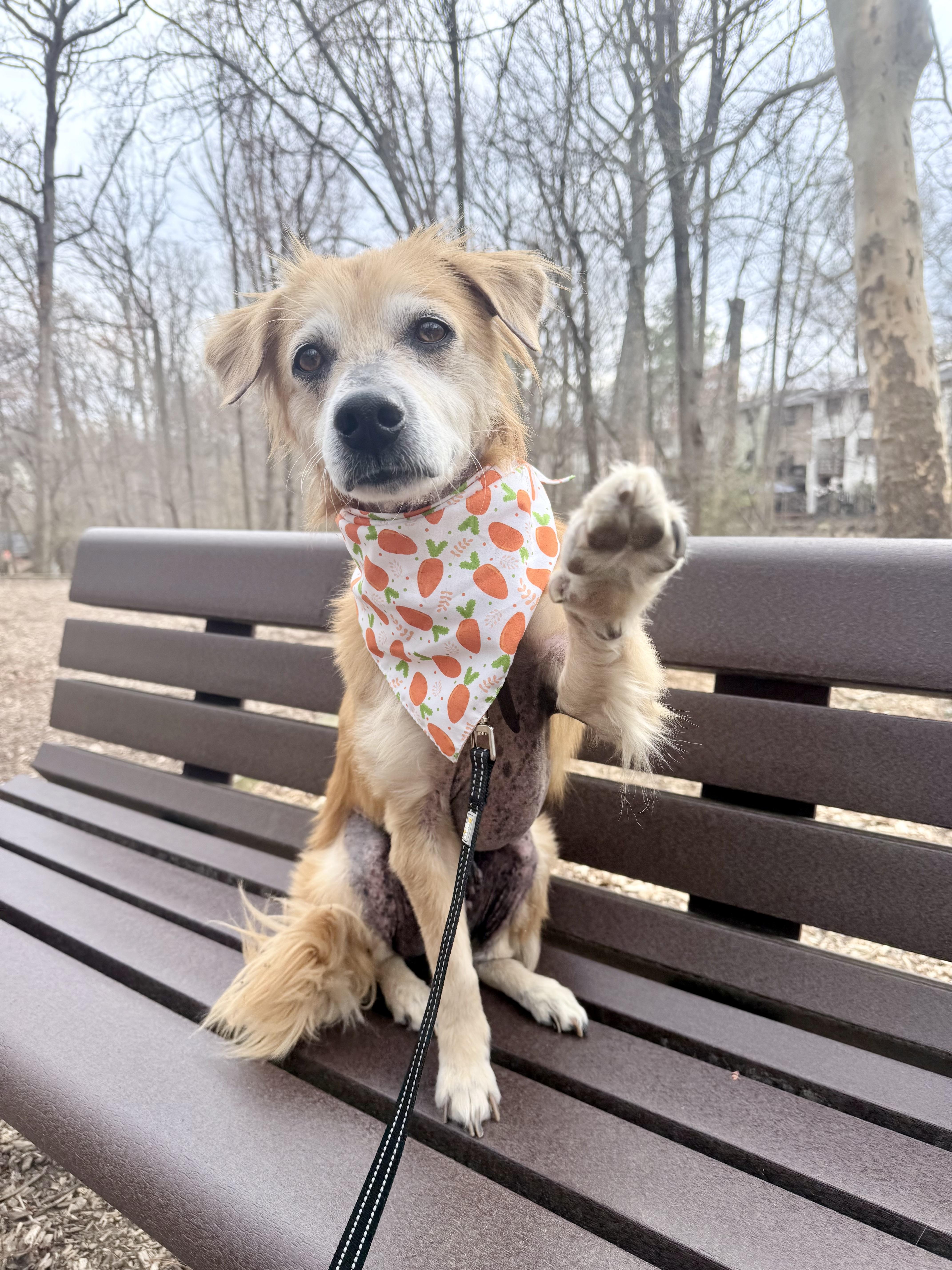 An adult medium-sized male Golden Cocker Spaniel dog named Buddy for adoption in Fairfax, VA