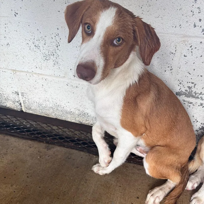 A young medium-sized male White / Cream Shepherd dog named John Stewart for adoption in Edinburg, TX