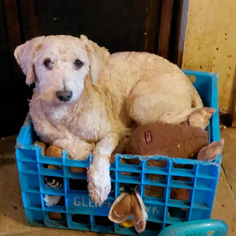 A young medium-sized male Poodle dog named Big E for adoption in Glenville, NY