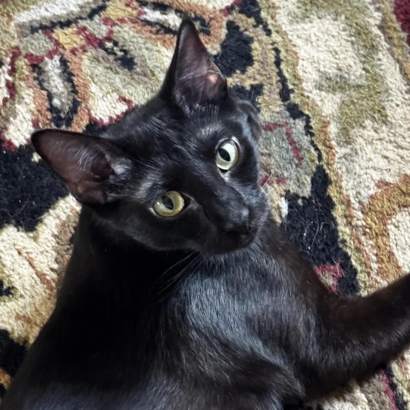 An adult medium-sized female Black Domestic Short Hair cat named Francine for adoption in Prosper, TX