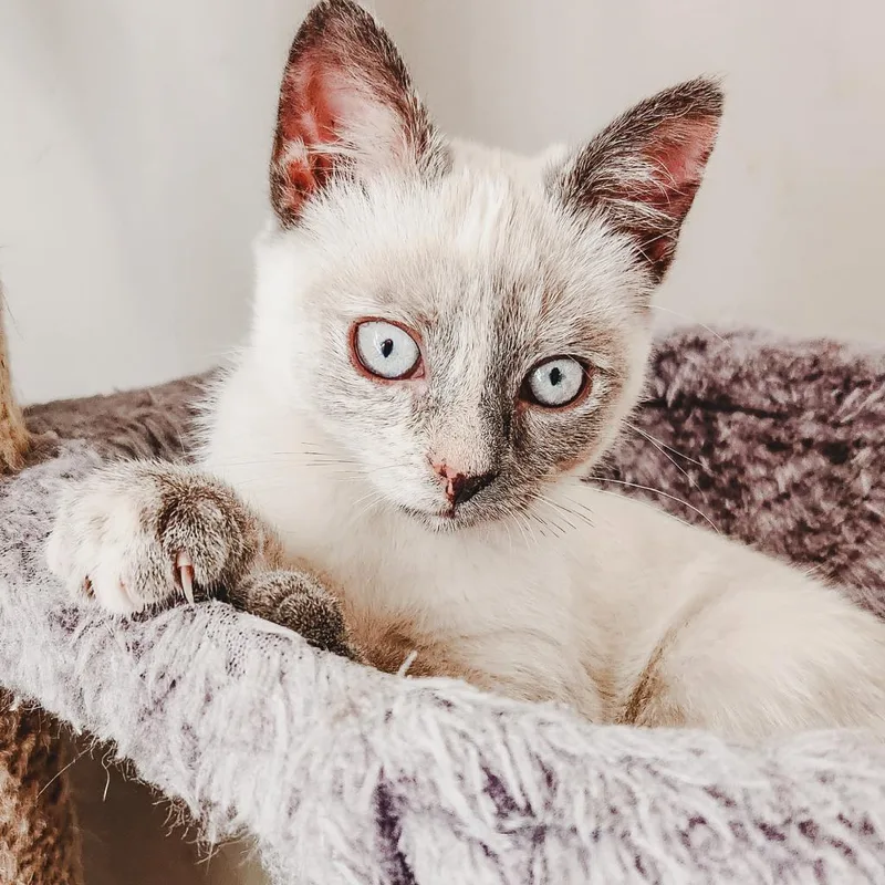 An adult medium-sized female Cream / Ivory Siamese cat named Dew Drop Fairy for adoption in Fredericksburg, VA