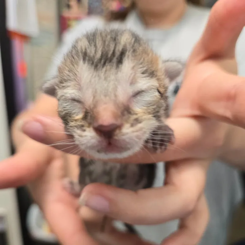 A baby small-sized female Torbie Domestic Short Hair cat named Sushi for adoption in Leander, TX