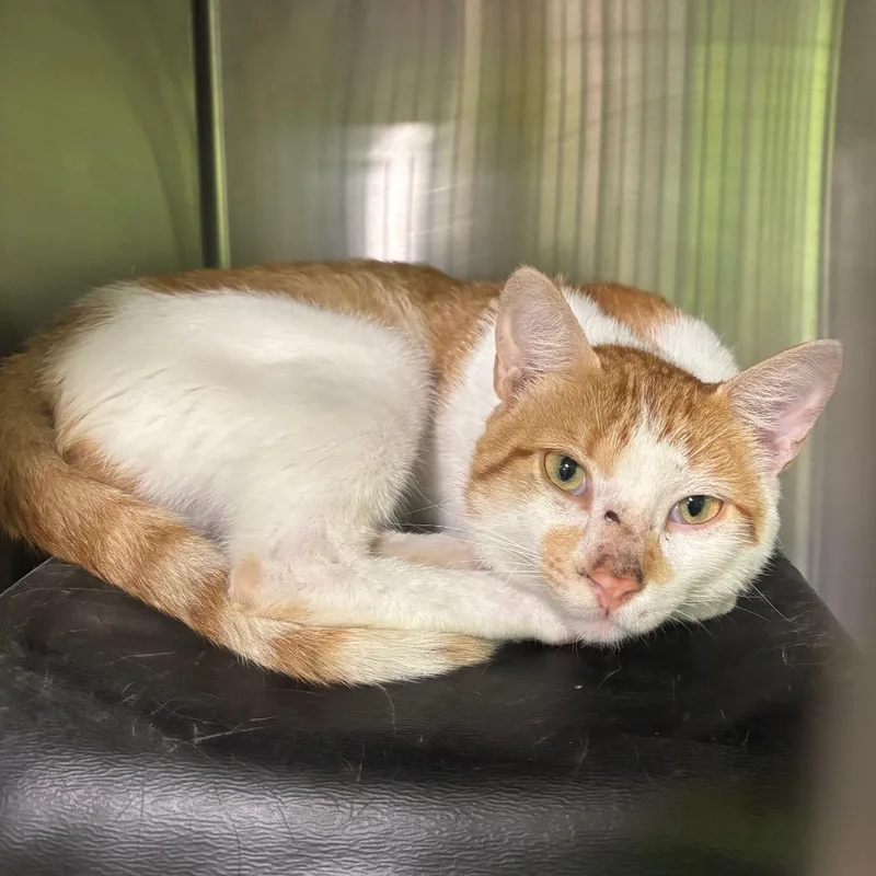 An adult small-sized male Orange / Red Domestic Short Hair cat named Rex for adoption in Brookfield, MO