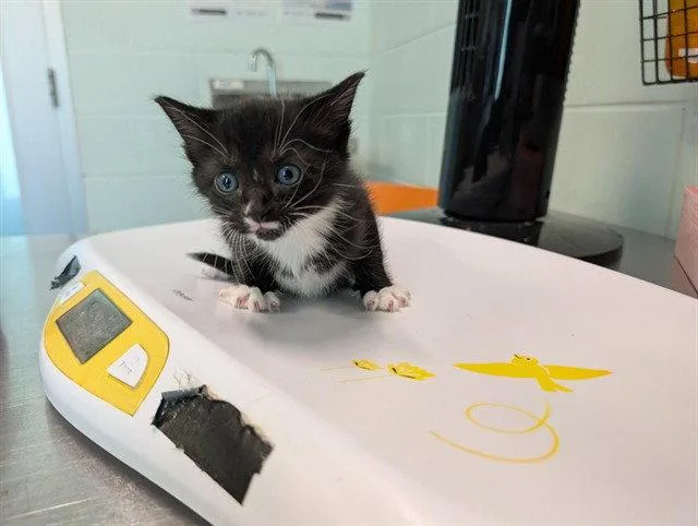A baby small-sized female Black & White / Tuxedo Domestic Short Hair cat named Alissa for adoption in Tavares, FL