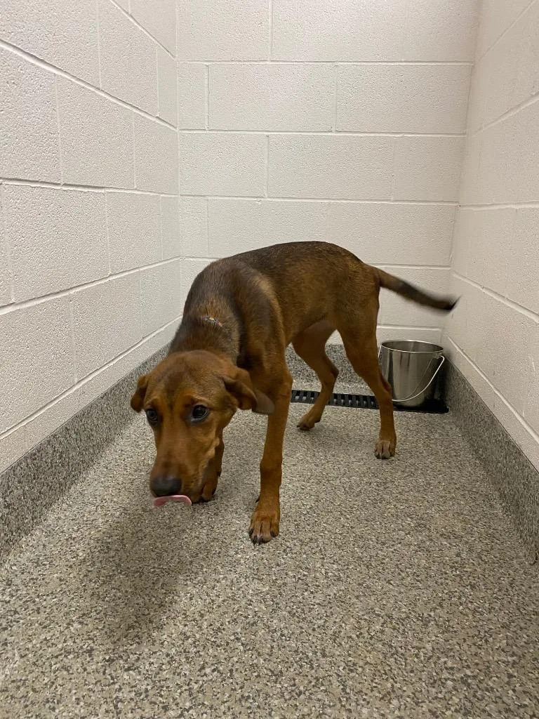 A baby medium-sized female Coonhound dog named Zinnia for adoption in Van Wert, OH