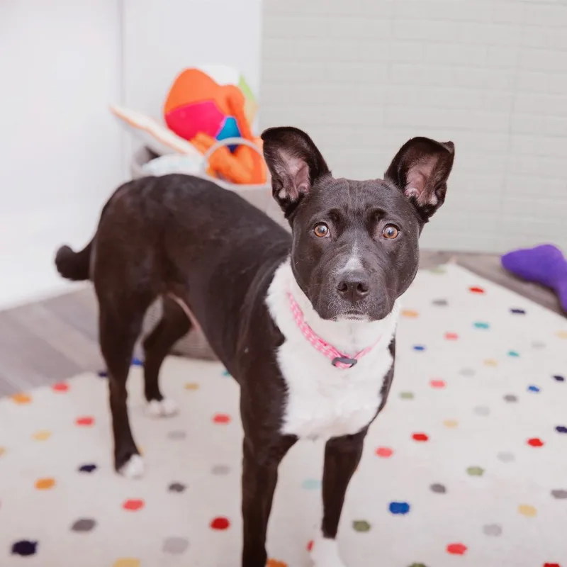 An adult medium-sized female American Staffordshire Terrier dog named Lady Ginerva for adoption in Los Angeles, CA