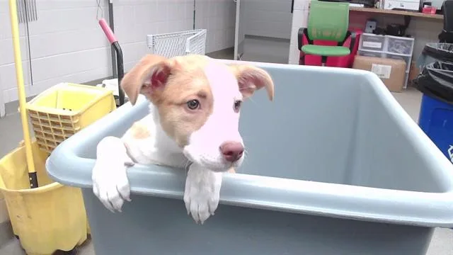 A baby small-sized female Siberian Husky dog named Millie for adoption in Omaha, NE