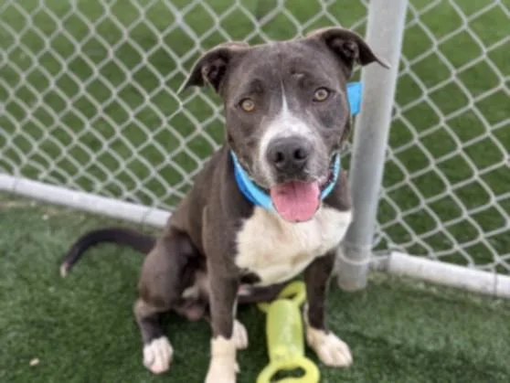 An adult large-sized male Pit Bull Terrier dog named Chuck for adoption in San Pedro, CA