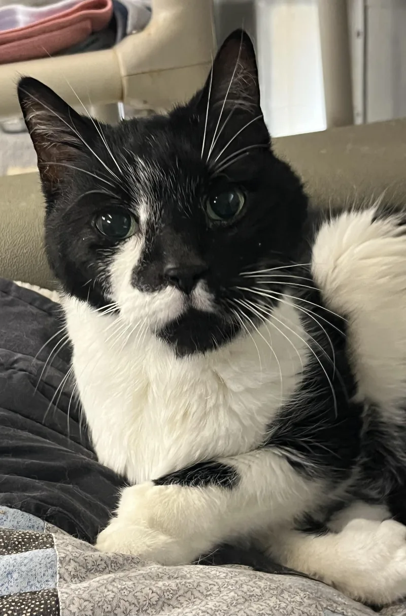 Purrfect