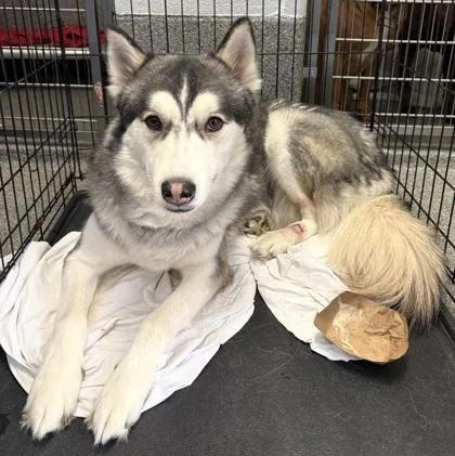 An adult large-sized male Siberian Husky dog named Max for adoption in West Chester, PA