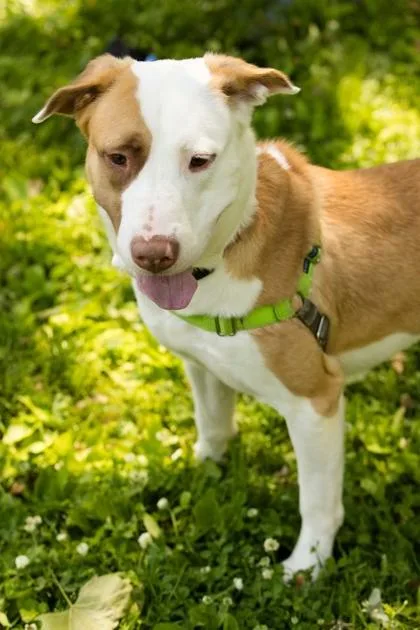 An adult large-sized male Mixed Breed dog named Woody for adoption in West Chester, PA