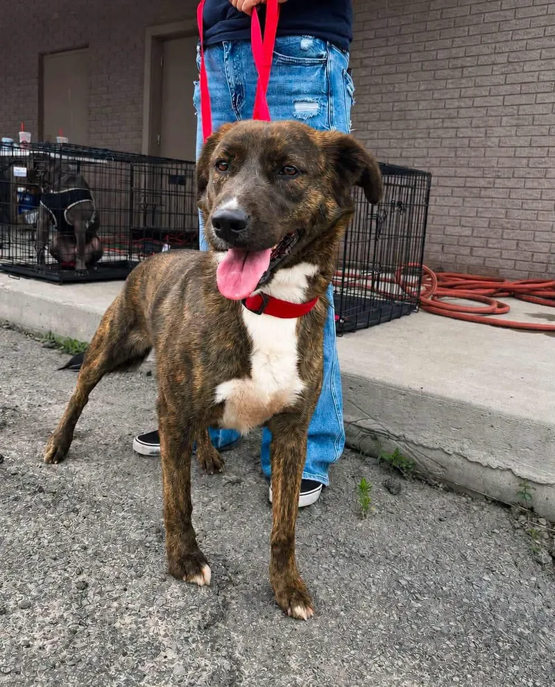 An adult medium-sized female Plott Hound dog named Lilly for adoption in Dixon, KY