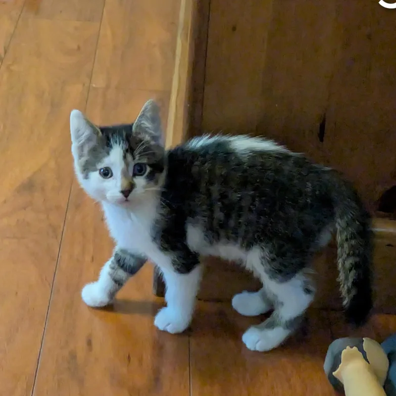 A baby medium-sized male Tabby (Gray / Blue / Silver) Tabby cat named Shaggy for adoption in Farmington, MN