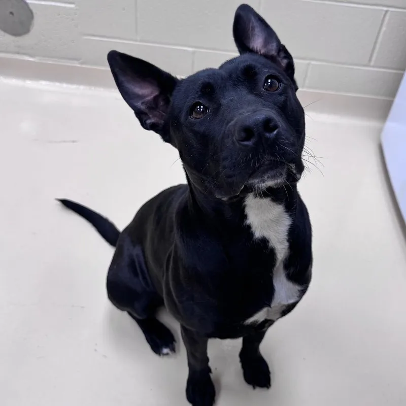 An adult medium-sized female Black Mixed Breed dog named Roberta for adoption in Winston-Salem, NC
