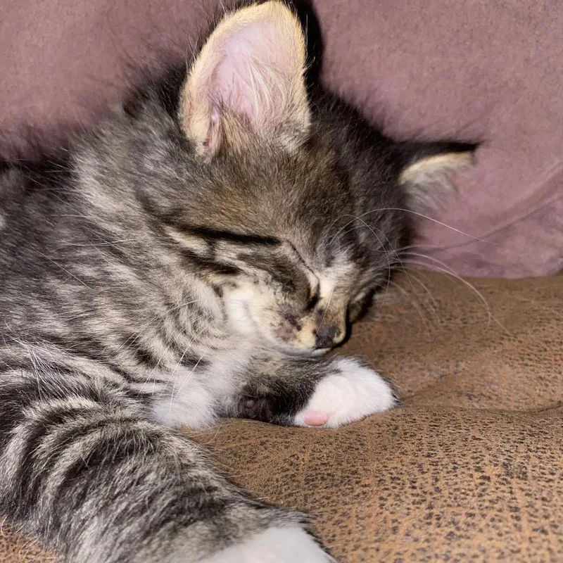 A baby small-sized male Brown / Chocolate Domestic Medium Hair cat named Elliott for adoption in Ashland, OR