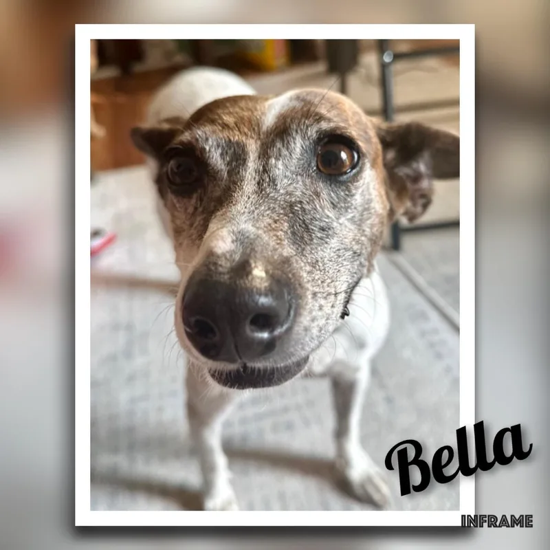 An adult medium-sized female White / Cream Jack Russell Terrier dog named Bella for adoption in Fredericksburg, VA