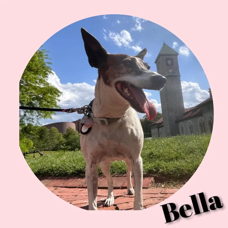 Bella thumbnail 3