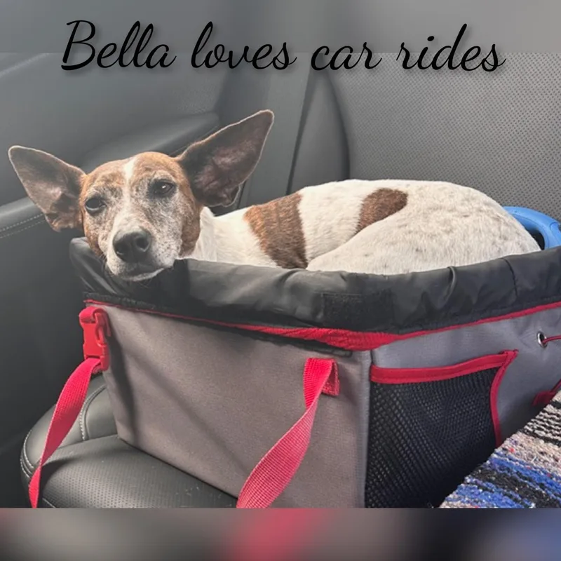 Bella thumbnail 4