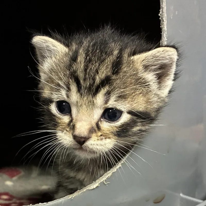 A baby small-sized male Gray / Blue / Silver Domestic Short Hair cat named Croissant for adoption in Ponca City, OK
