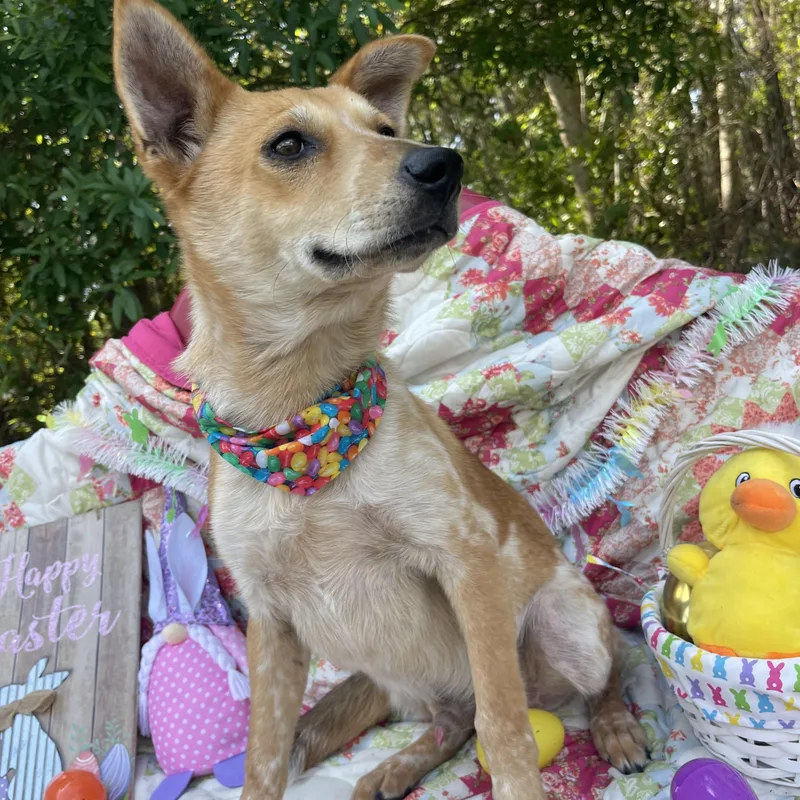 S’more thumbnail 2