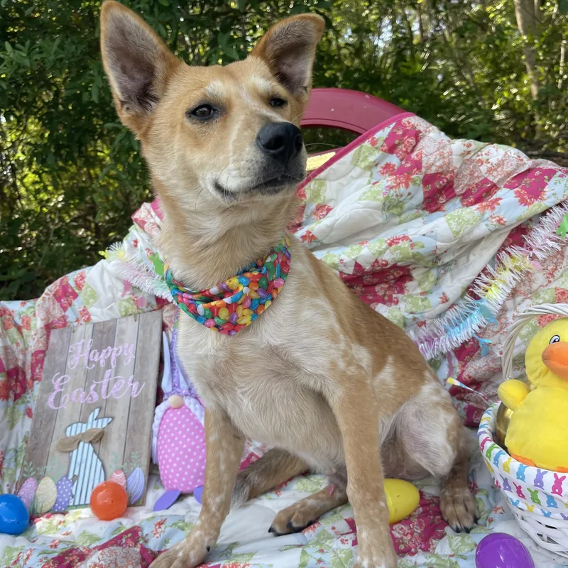 S’more thumbnail 3