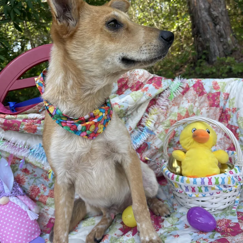 S’more thumbnail 4