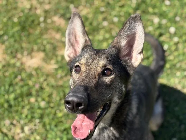 A young medium-sized female German Shepherd Dog dog named Isis for adoption in Tulsa, OK