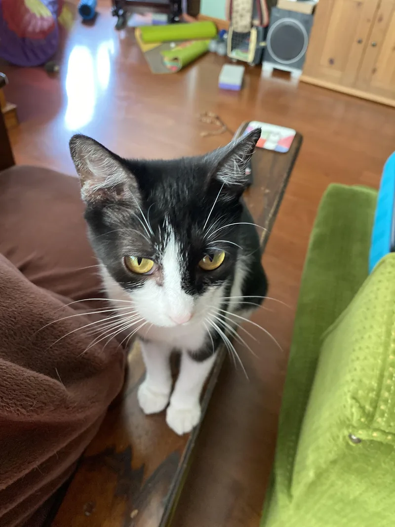 A young small-sized female Black Domestic Short Hair cat named Dee Dee for adoption in Freemansburg, PA