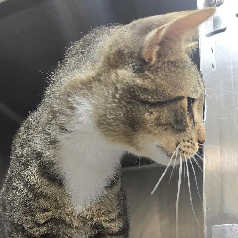 A young medium-sized male Brown / Chocolate Domestic Short Hair cat named Devin for adoption in Yanceyville, NC
