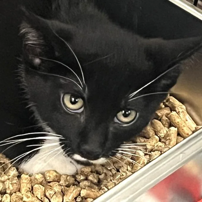 A baby small-sized male Black Domestic Short Hair cat named Oxford for adoption in Idaho Falls, ID