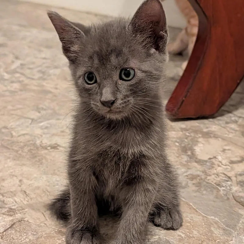 A baby small-sized male Gray / Blue / Silver Domestic Short Hair cat named Nico for adoption in North Port, FL