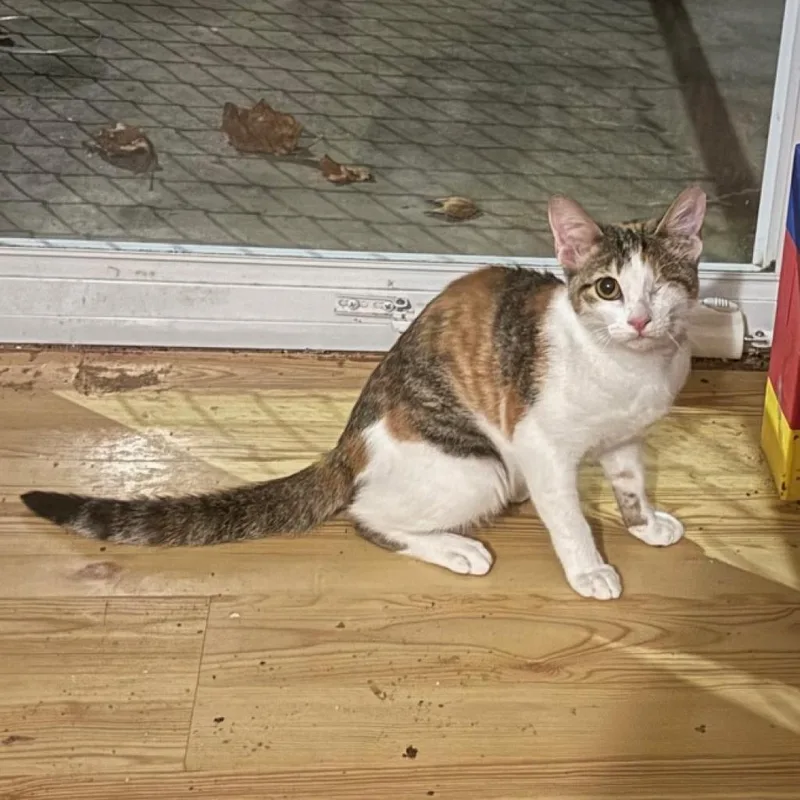 An adult medium-sized female Brown / Chocolate Domestic Short Hair cat named Pita Saveasoul for adoption in Merrifield, VA