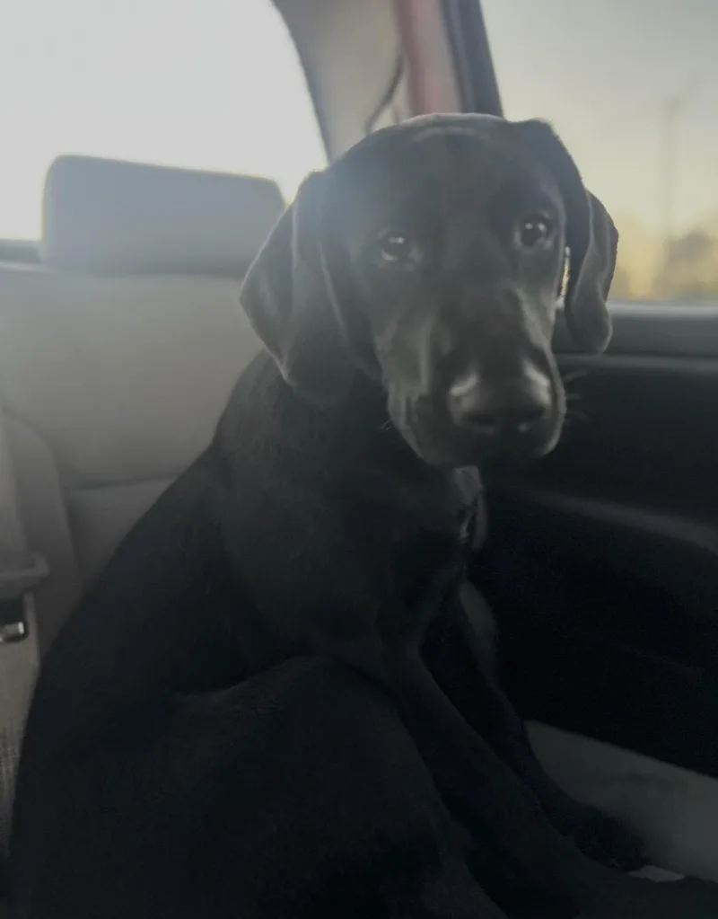 A young medium-sized female Black Labrador Retriever dog named Storm for adoption in Rock Spring, GA
