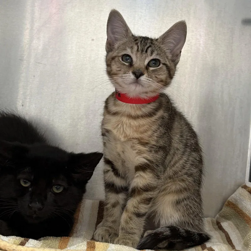 A baby small-sized female Black Domestic Short Hair cat named Kuromi for adoption in Oakland, CA