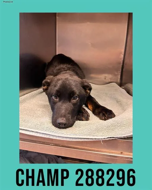 A baby medium-sized male Mixed Breed dog named Champ for adoption in Macon, GA