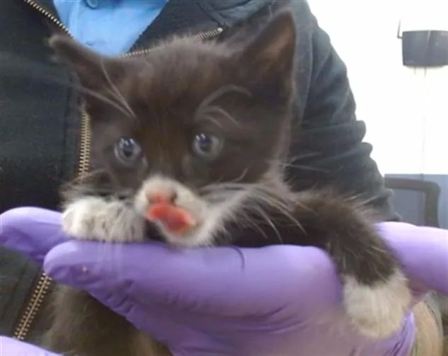 A baby small-sized male Domestic Short Hair cat named Tubs for adoption in Miami, FL
