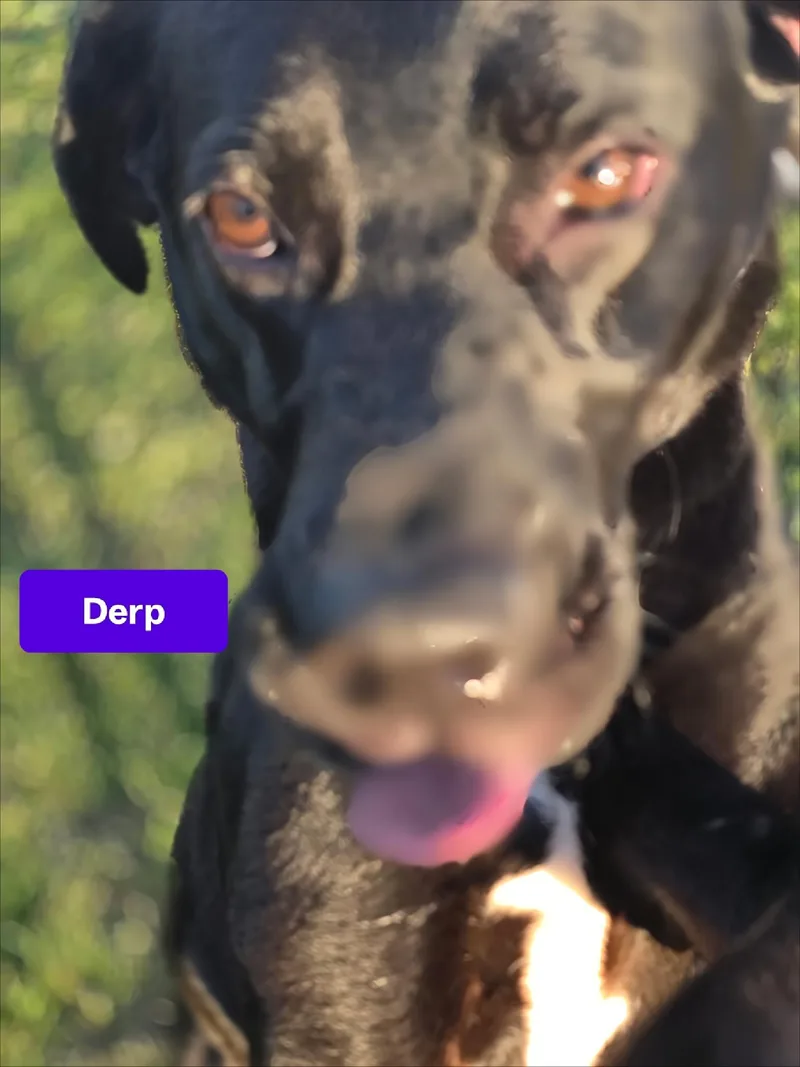 A young medium-sized male Black Labrador Retriever dog named Bambalamb for adoption in CLARKSVILLE, TN