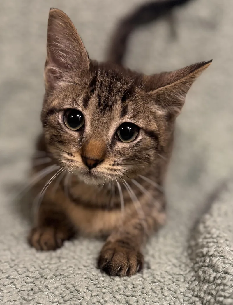 A baby medium-sized female Tabby (Brown / Chocolate) Domestic Short Hair cat named Asiago for adoption in Port Washington, WI