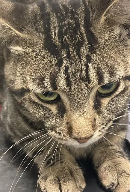 A young medium-sized male Domestic Short Hair cat named Tabbie for adoption in Dallas, TX