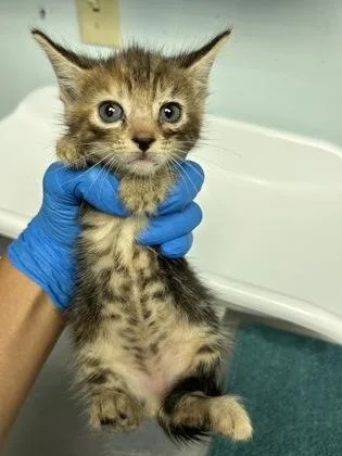 A baby small-sized male Domestic Short Hair cat named Sunny Day for adoption in Largo, FL