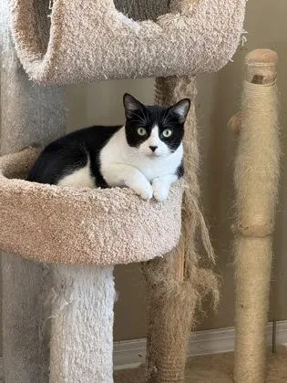 A young medium-sized male Domestic Short Hair cat named Chip for adoption in River Ridge, LA