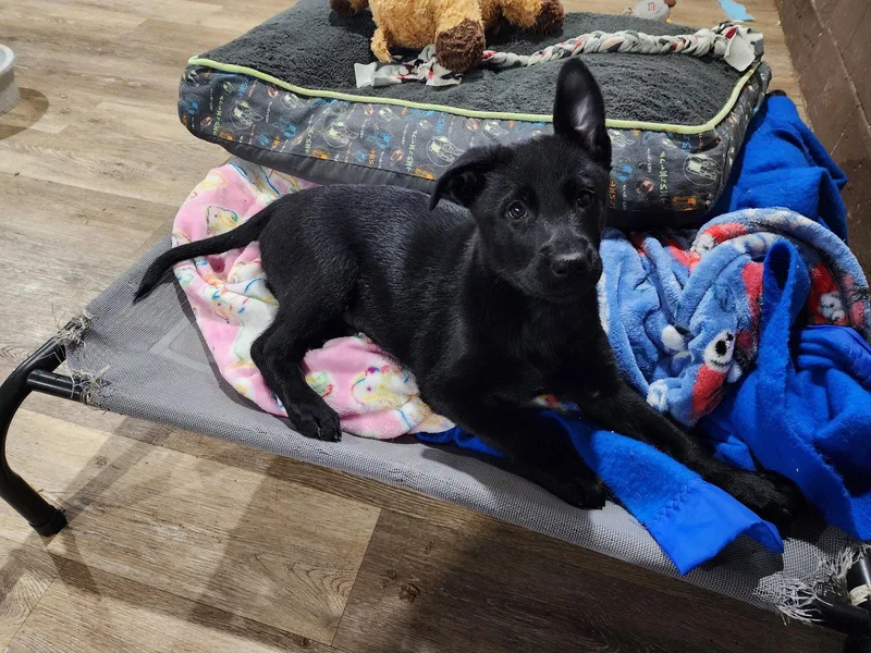 A baby medium-sized female Shepherd dog named Liberty for adoption in Marine City, MI